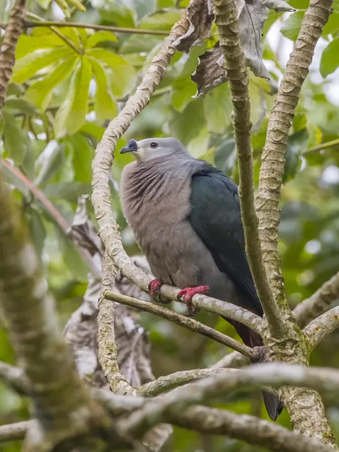 File:Pacific imperial-pigeon (Ducula pacifica) Rarotonga.jpg