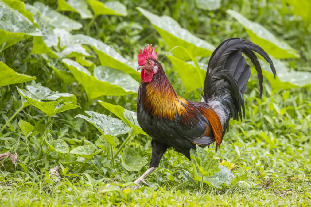 File:Red junglefowl (Gallus gallus) Rarotonga.jpg