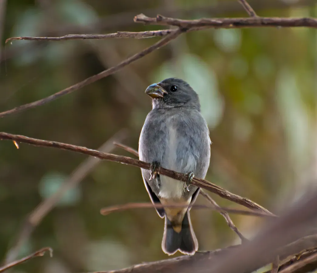 File:Sporophila falcirostris -Parque Estadual da Serra da Cantareira, Sao Paulo, Brazil-8.jpg