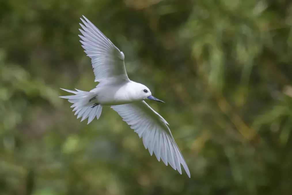 File:White tern (Gygis alba candida) in flight Rarotonga.jpg