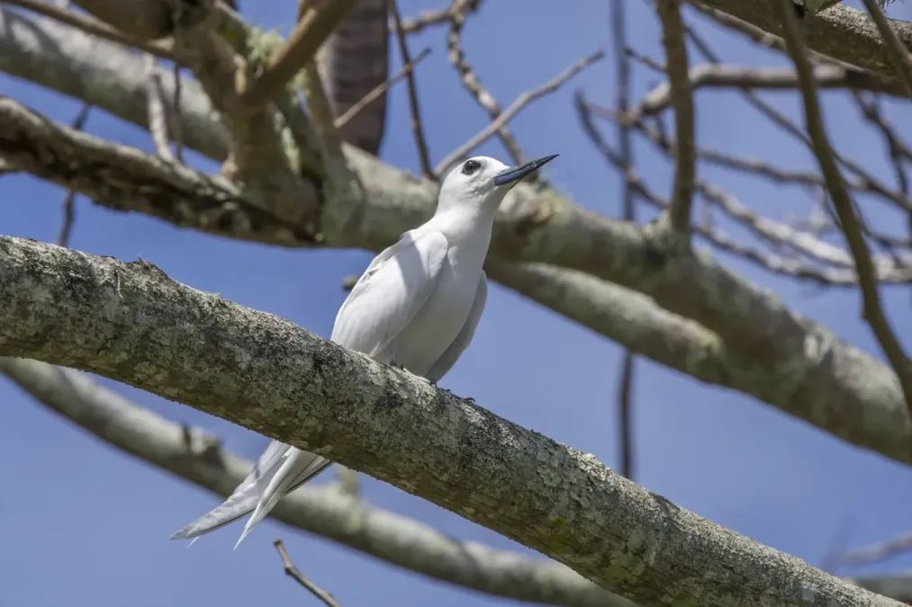 File:White tern (Gygis alba candida) Rarotonga.jpg