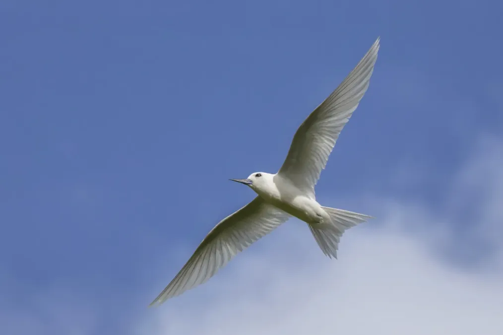 File:White tern (Gygis alba candida) in flight Rarotonga 2.jpg