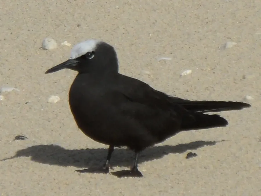 File:Black Noddy Anous minutus North Beach LordHoweIsland 6June2011.jpg