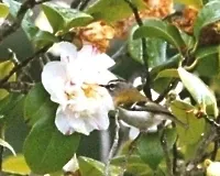 File:Regulus madeirensis & Camellia.jpg