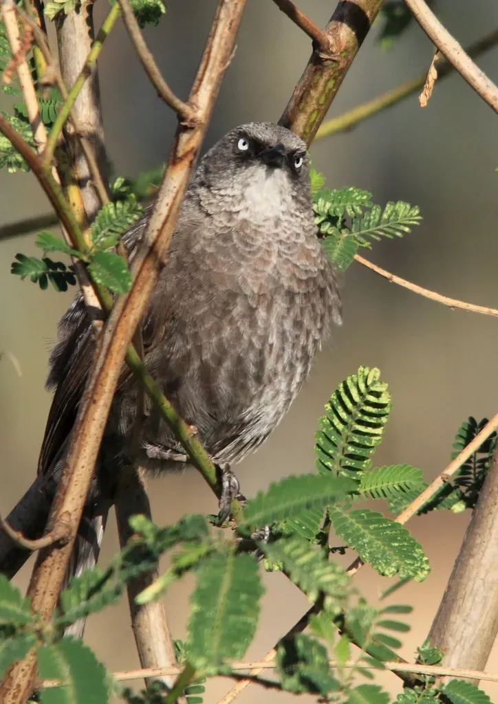 File:Turdoides melanops -near Sawela Lodge, Lake Naivasha, Kenya-8 (1).jpg
