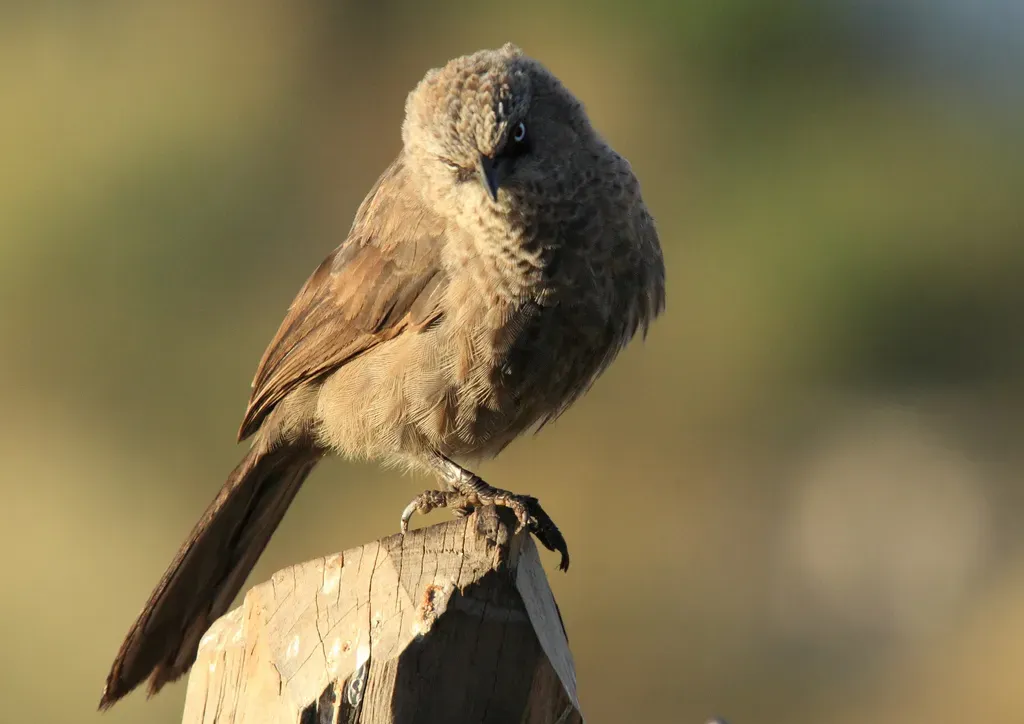 File:Turdoides melanops -near Sawela Lodge, Lake Naivasha, Kenya-8 (2).jpg