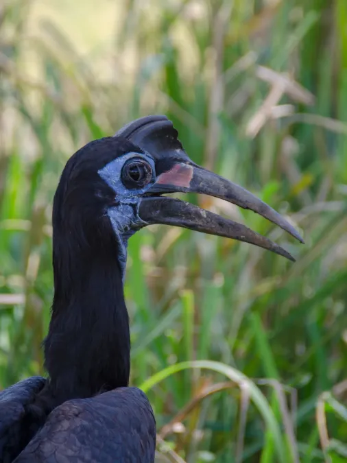 File:Bucorvus abyssinicus 63256536.jpg