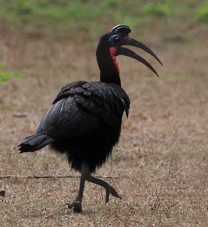 File:Bucorvus abyssinicus 367397836.jpg