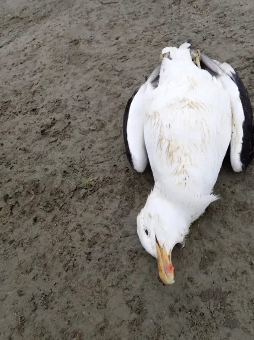 File:Larus dominicanus 445552363.jpg
