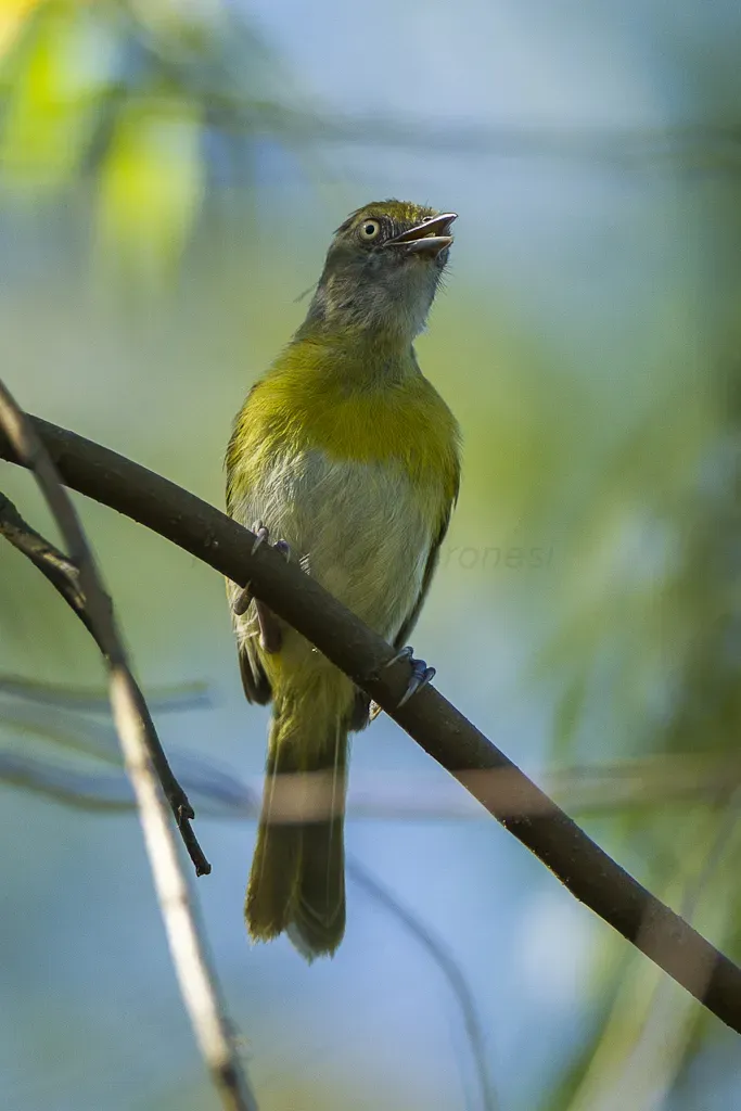 File:Lemon-chested Greenlet - REGUA - Brazil S4E0910 (Hylophilus thoracicus).jpg