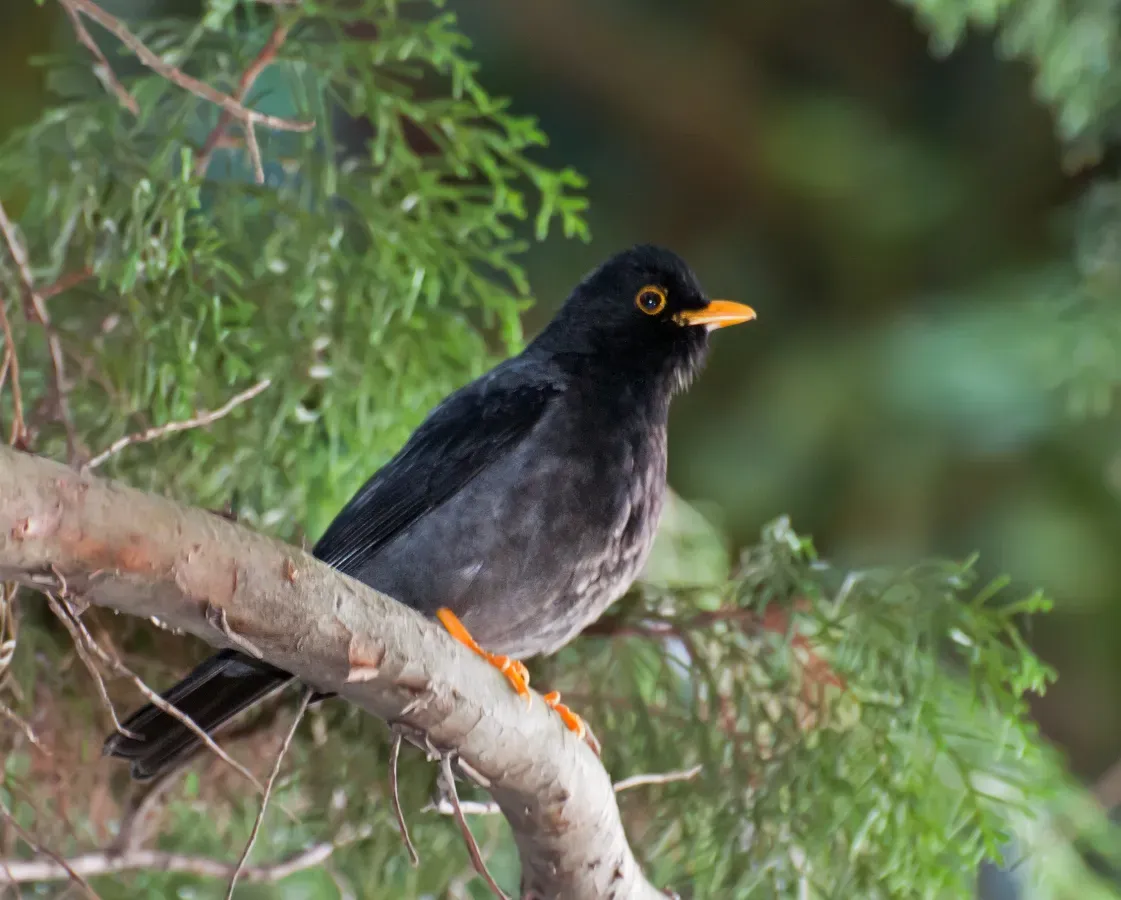 File:Turdus flavipes -Parque Estadual da Serra da Cantareira, Sao Paulo, Brazil-8.jpg
