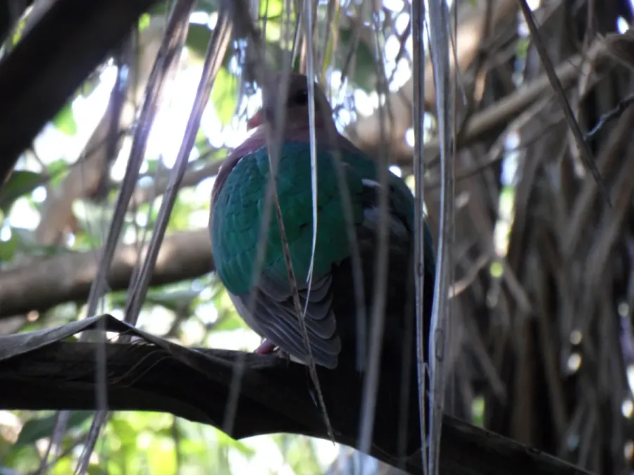 File:Pacific Emerald Dove Chalcophaps longirostris, Ned's Beach Road, Lord Howe Island.jpg
