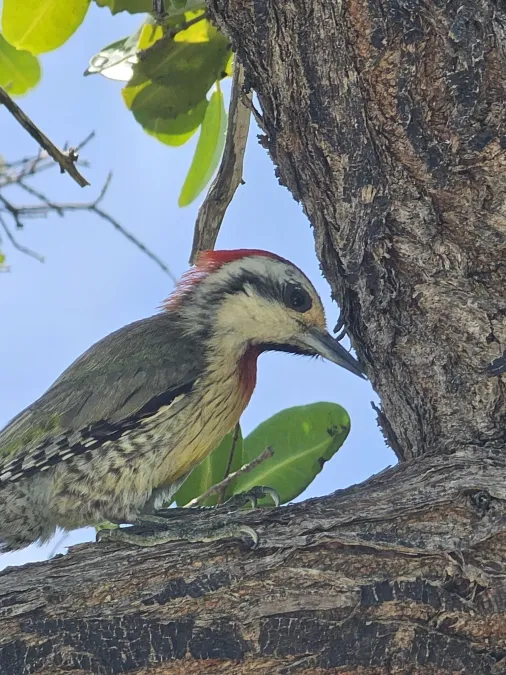 File:Xiphidiopicus percussus 379419345.jpg