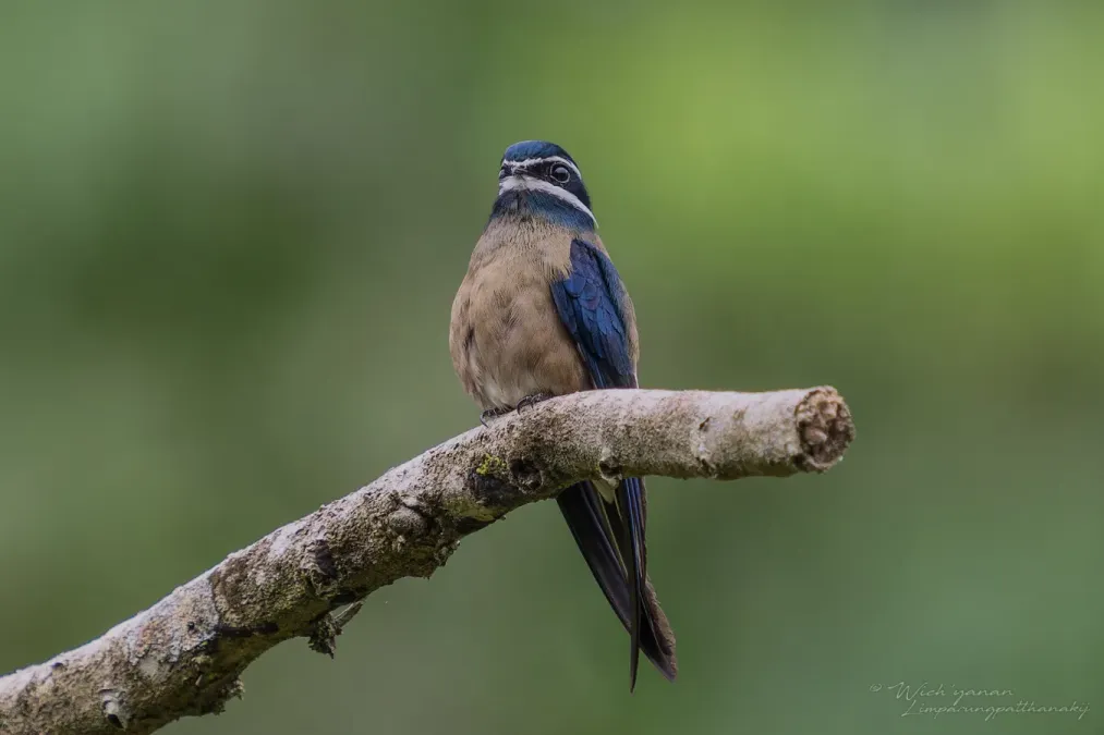 File:Hemiprocne comata comata 391181884.jpg