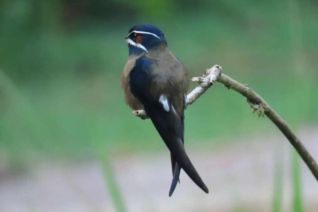 File:Hemiprocne comata 417287543.jpg