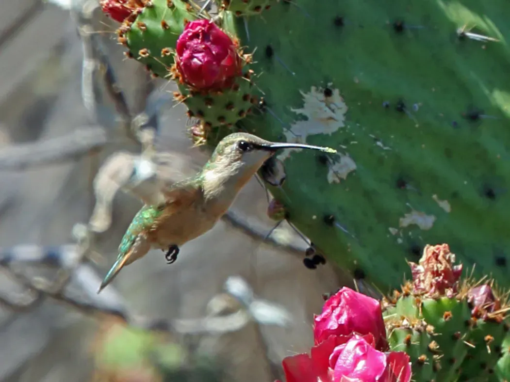 File:Calothorax pulcher 2115119 (cropped).jpg