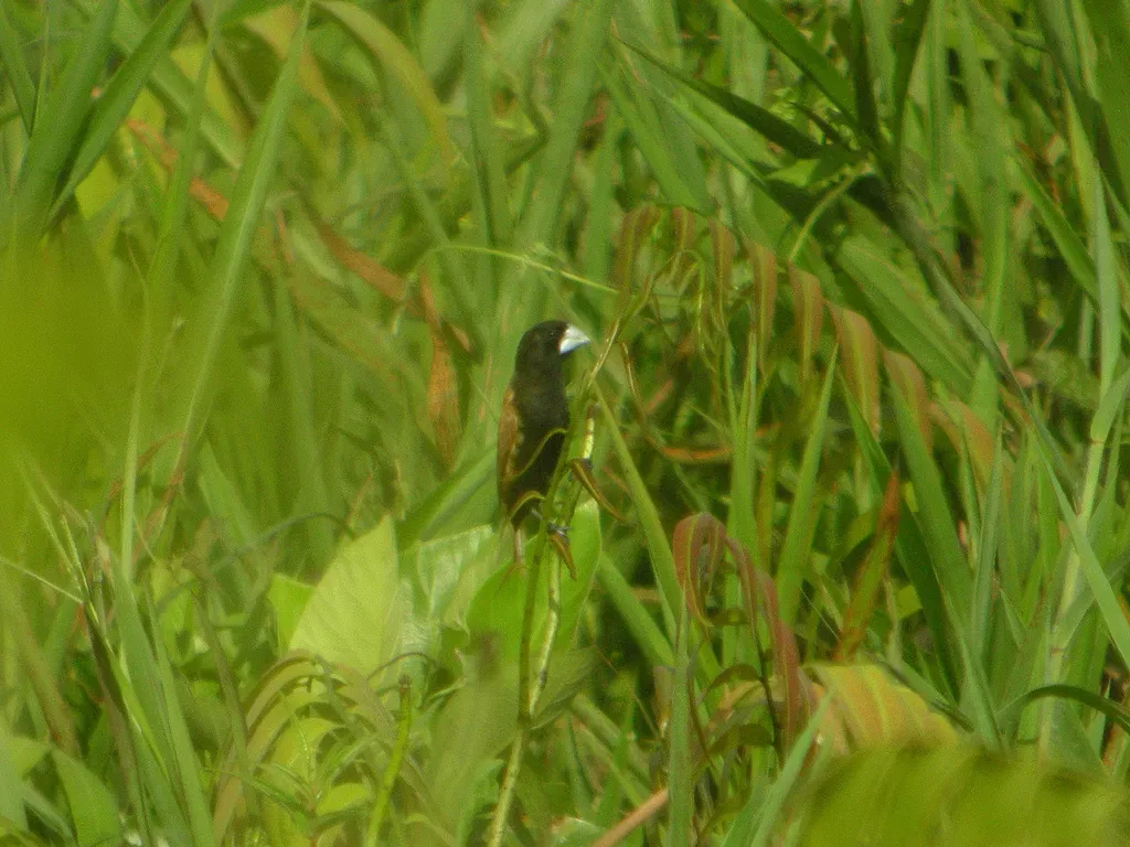 File:Lonchura grandis 1.jpg