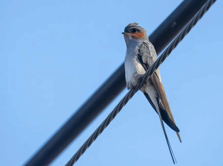 File:Hemiprocne coronata 447054079.jpg