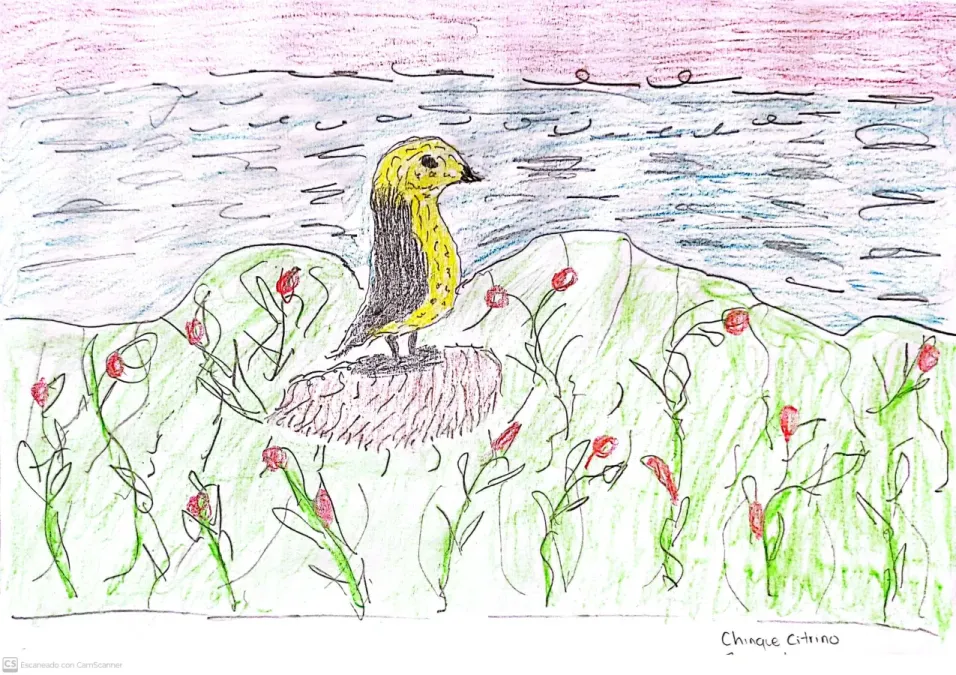 File:Sicalis citrina - Chirigüe Citrino.jpg