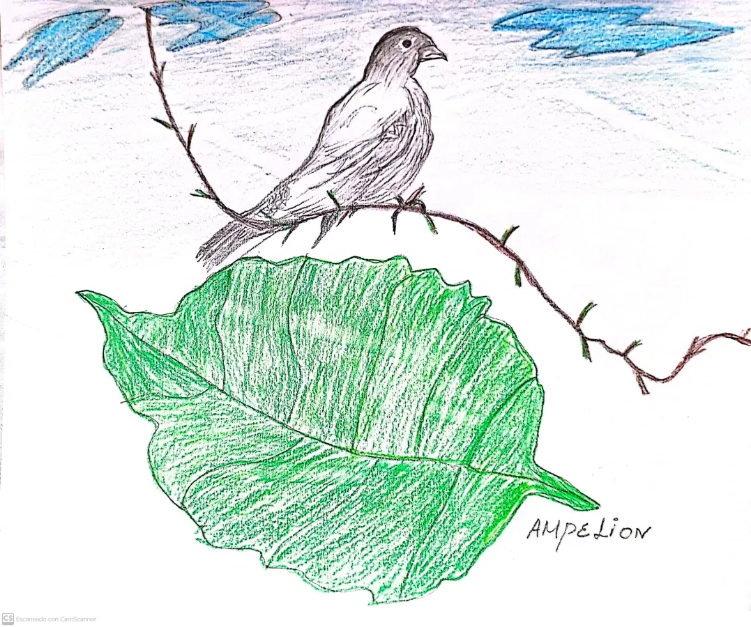 File:Ampelion rubrocristatus - Cotigacrestirojo.jpg