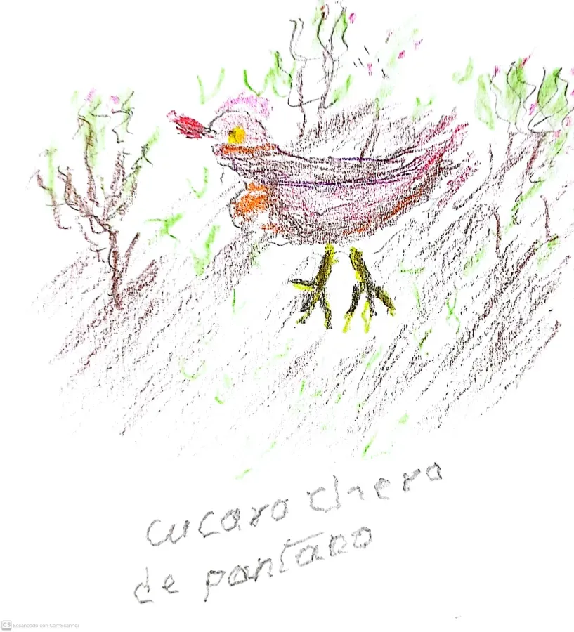 File:Cistothorus apolinari - Cucarachero de pantano.jpg