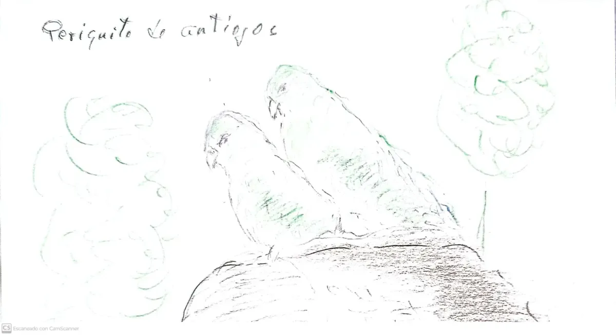 File:Forpus conspicillatus - Periquito de anteojos.jpg