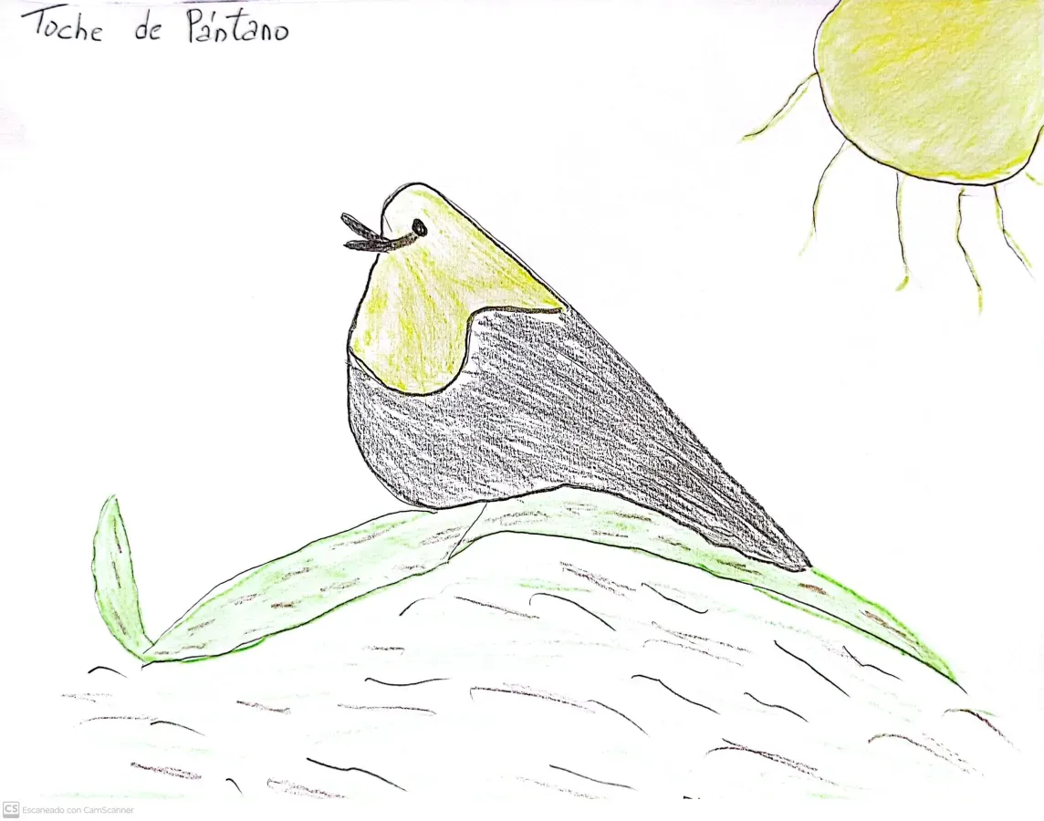 File:Chrysomus icterocephalus - Toche de pantano.jpg