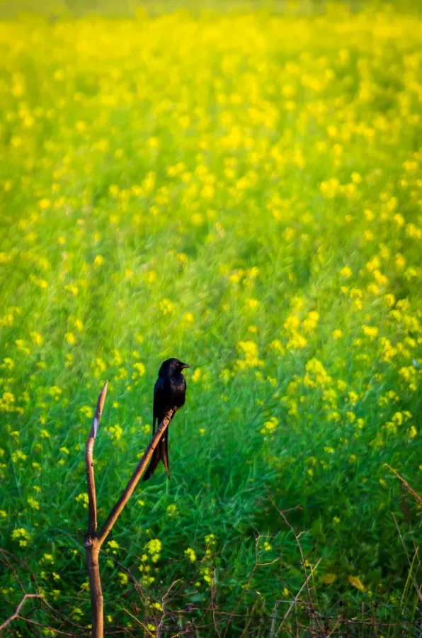 File:Black drongo (Dicrurus macrocercus) in a mustard field near Barpeta.jpg