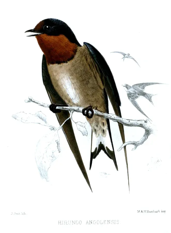 File:HirundoAngolensisSmit.jpg
