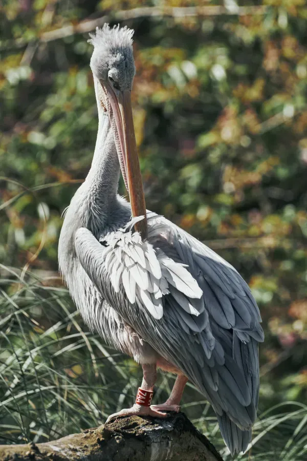 File:Pelecanus rufescens, Duisburg (DE) -- 2023 -- 0794.jpg