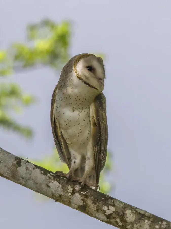 File:Eastern barn owl (Tyto javanica) Taveuni.jpg