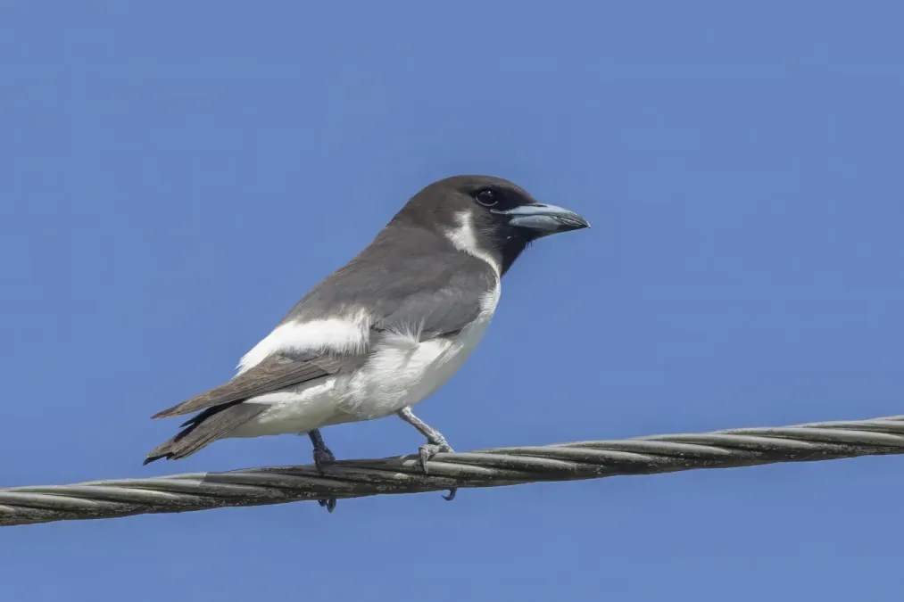 File:Fiji woodswallow (Artamus mentalis) Taveuni.jpg