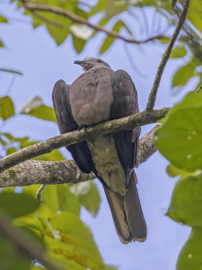 File:Peale's imperial pigeon (Ducula latrans) Viti Levu.jpg