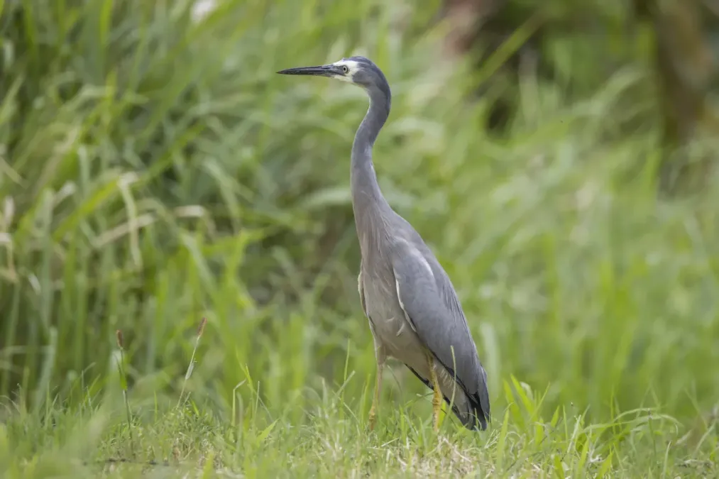 File:White-faced heron (Egretta novaehollandiae) Taveuni.jpg