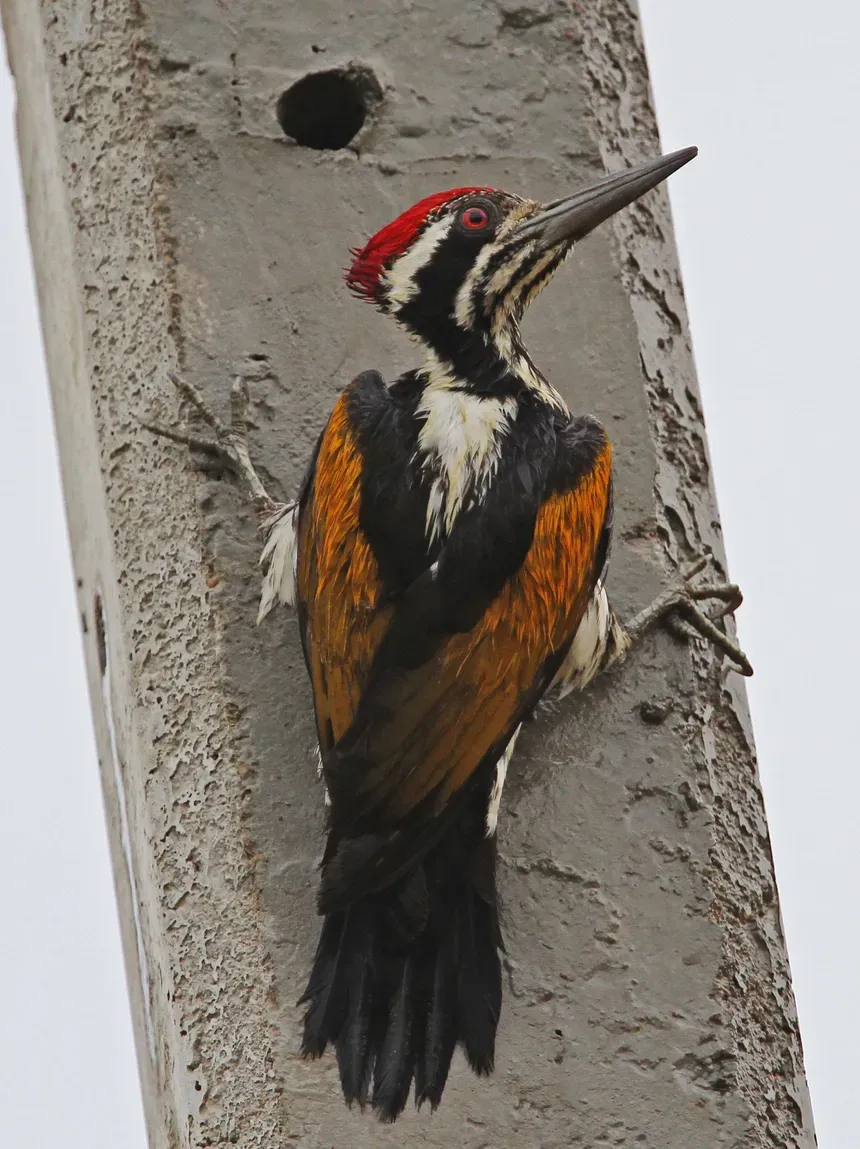 File:Chrysocolaptes festivus 92268027 (cropped).jpg