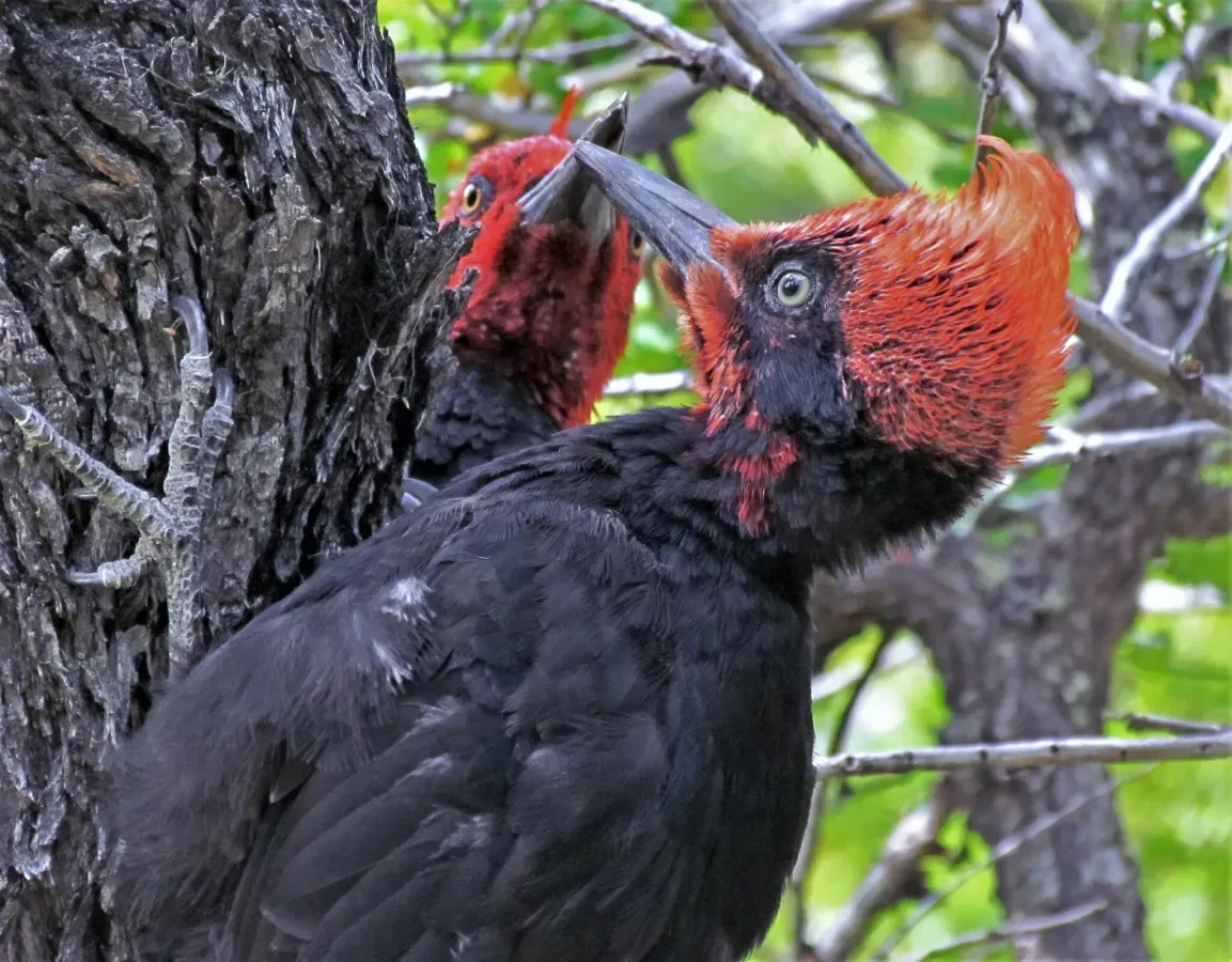 File:Campephilus magellanicus 301472552.jpg