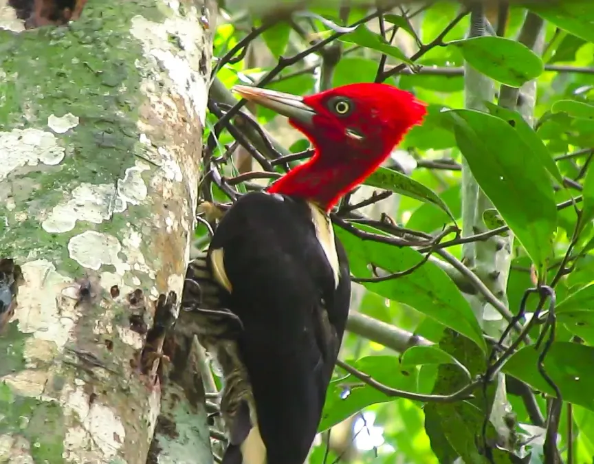 File:Campephilus robustus 424677646.jpg