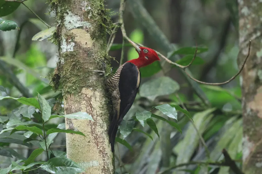 File:Campephilus robustus 408710789.jpg