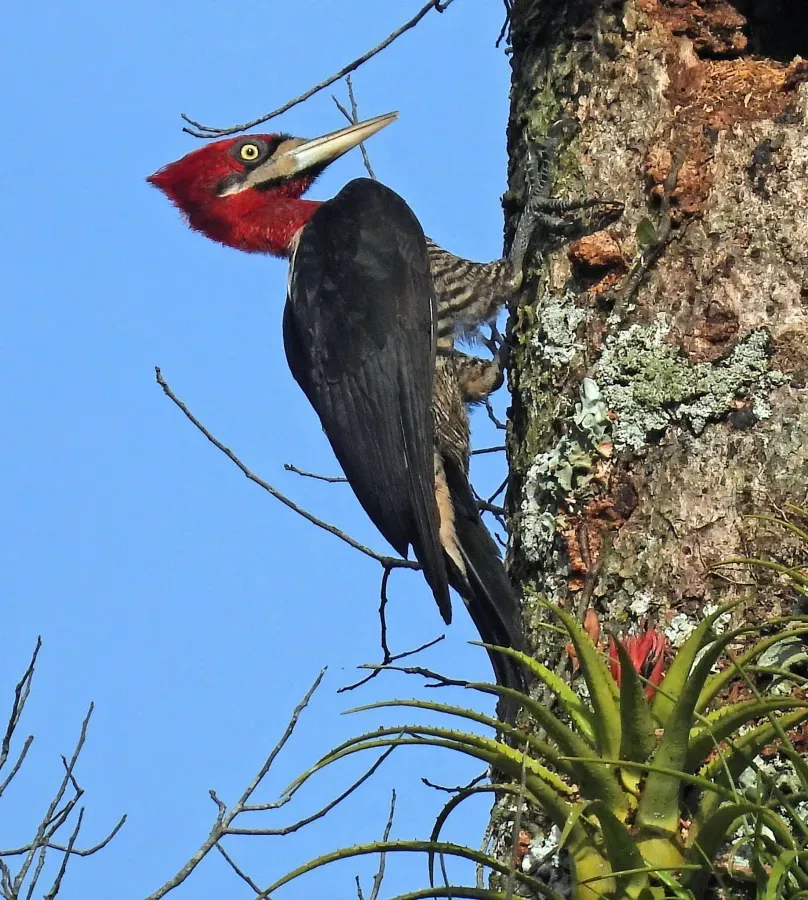 File:Campephilus robustus 339890052.jpg