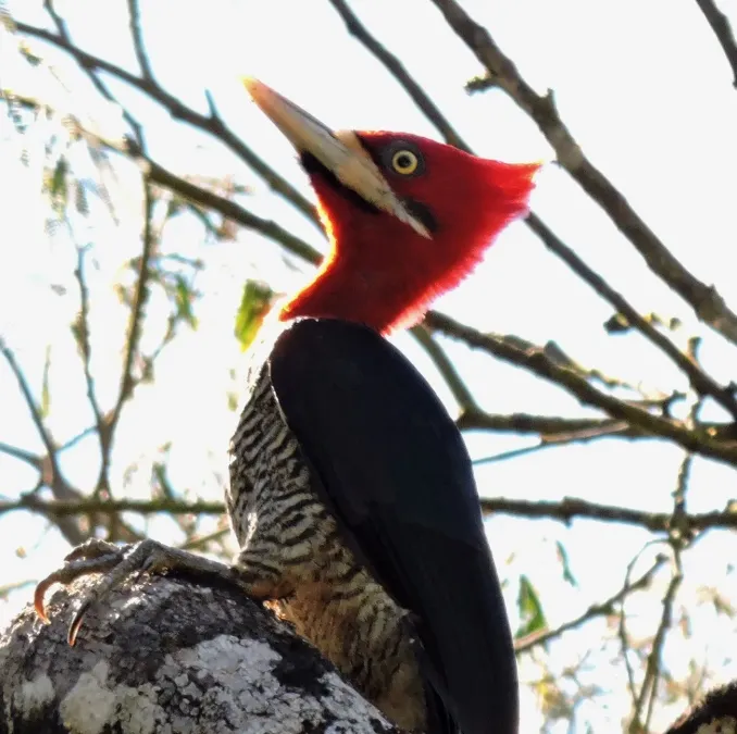 File:Campephilus robustus 117009585.jpg