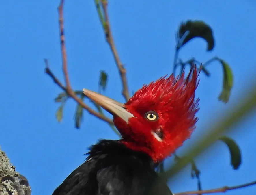 File:Campephilus leucopogon 436553402.jpg