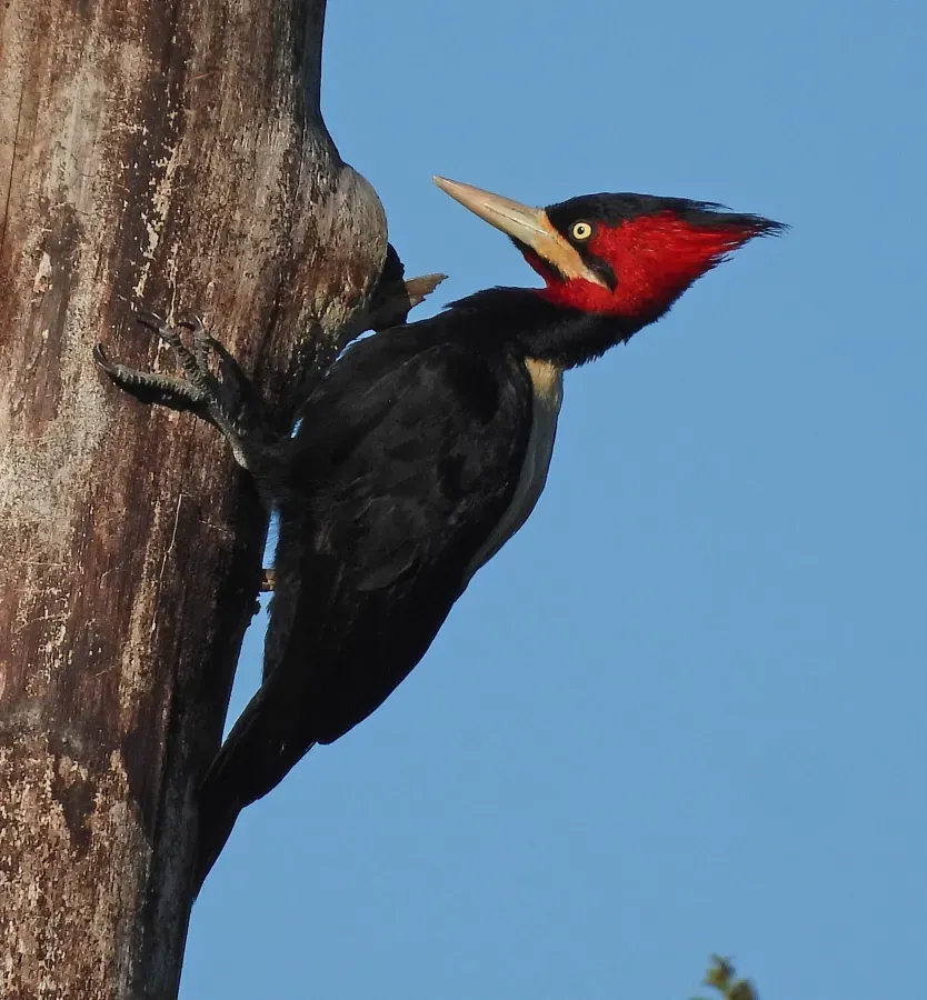 File:Campephilus leucopogon 436553784.jpg