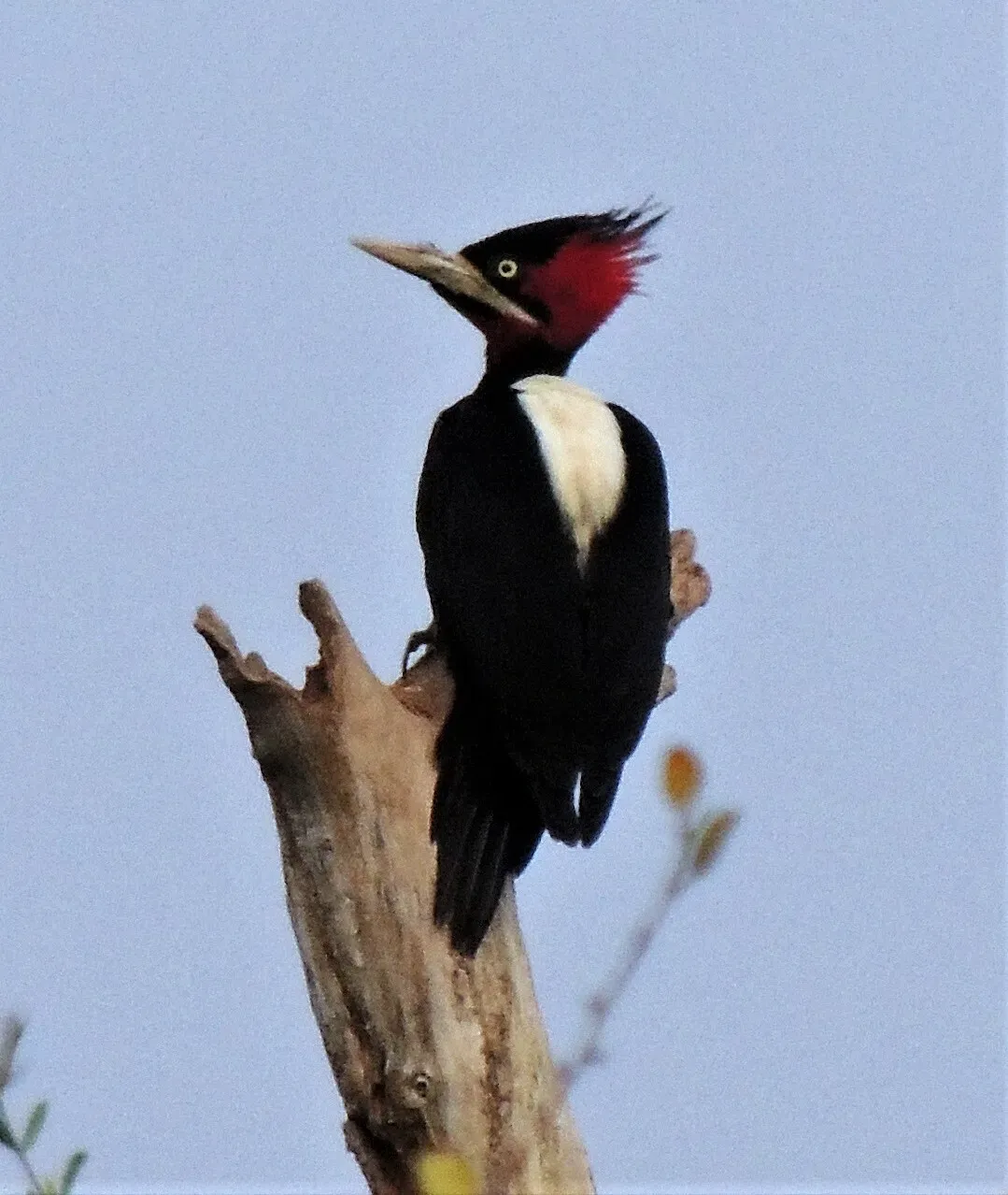 File:Campephilus leucopogon 301315554.jpg