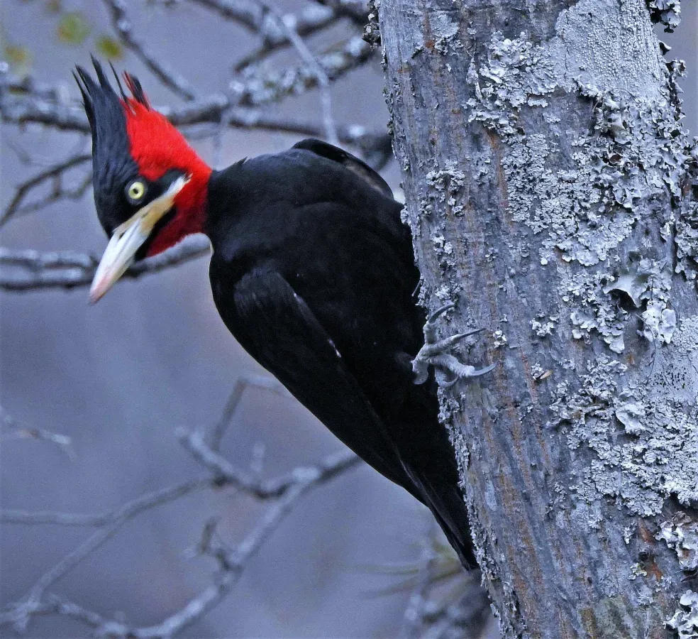 File:Campephilus leucopogon 301307381.jpg