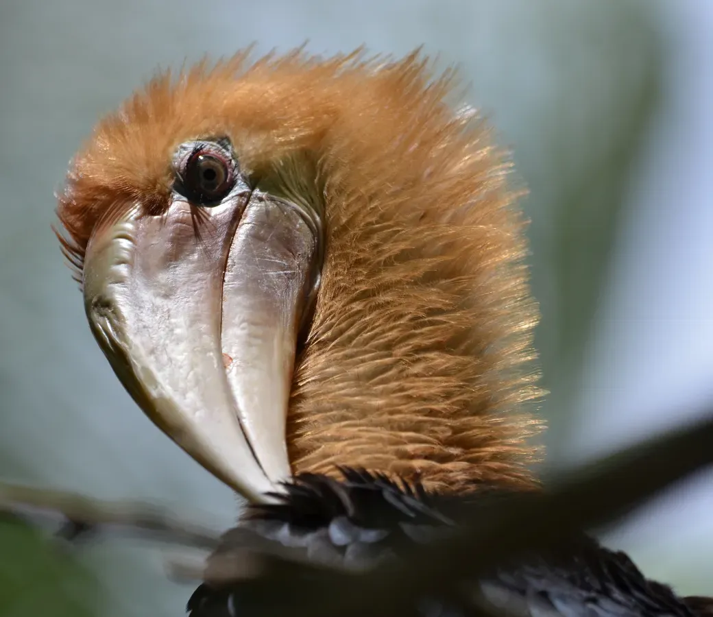 File:Rhyticeros plicatus 436057528.jpg