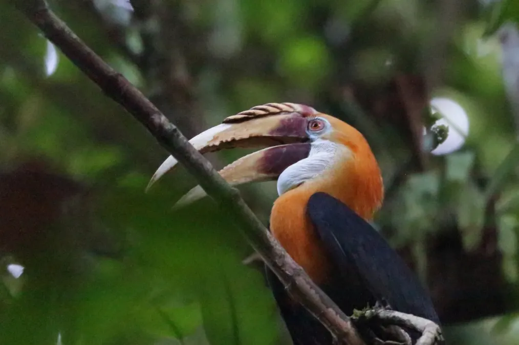 File:Rhyticeros plicatus 5014094.jpg