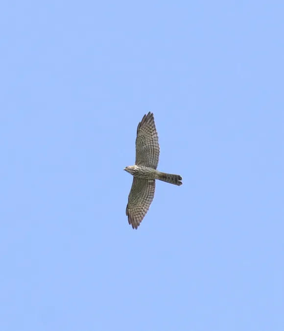 File:Levant sparrowhawk (Tachyspiza brevipes ) 3.jpg