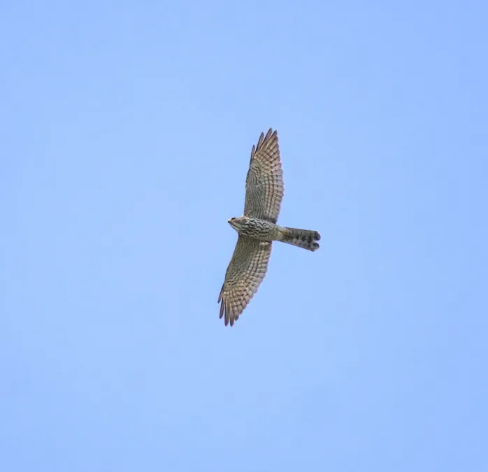 File:Levant sparrowhawk (Tachyspiza brevipes ) 4.jpg