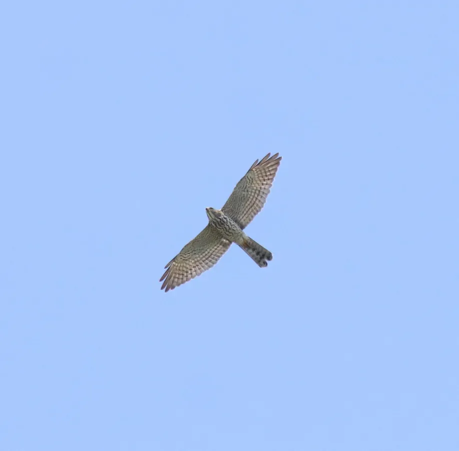 File:Levant sparrowhawk (Tachyspiza brevipes ) 5.jpg