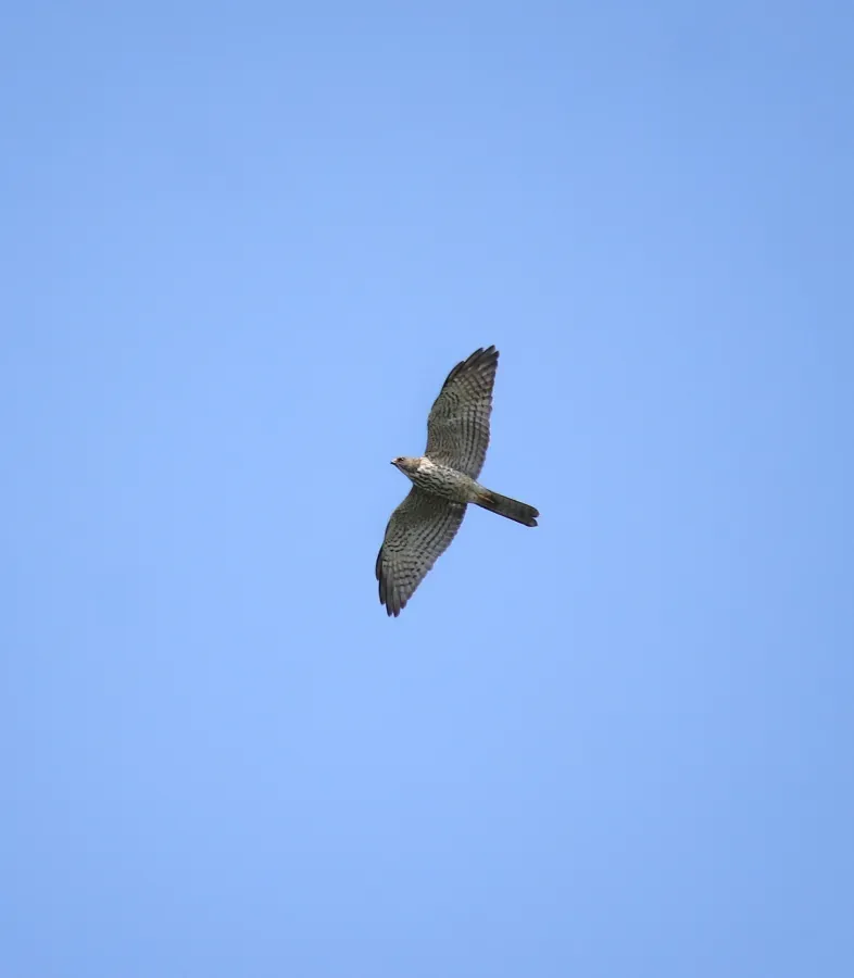 File:Levant sparrowhawk (Tachyspiza brevipes ) 6.jpg